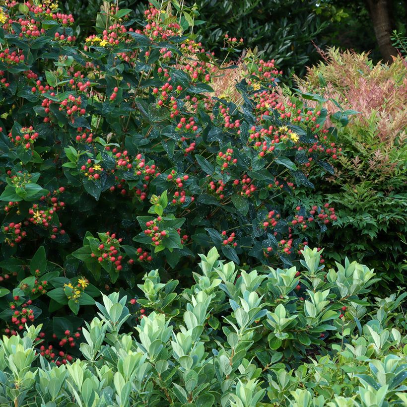 Hypericum Magical Red Flame - Johanniskraut (Plant habit)