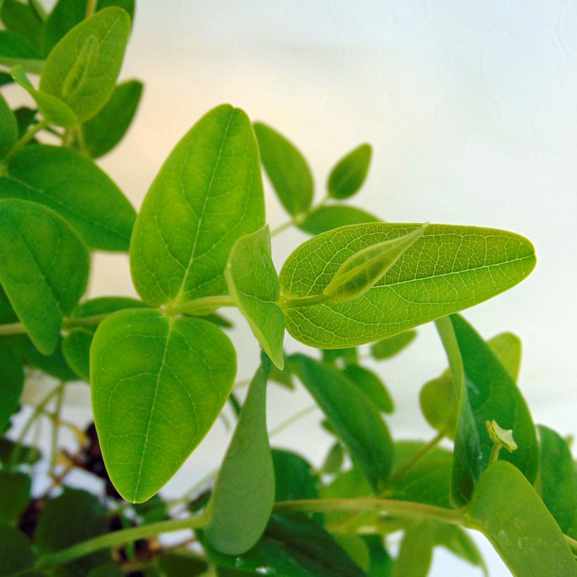 Hypericum Magical Sunshine - Johanniskraut (Foliage)