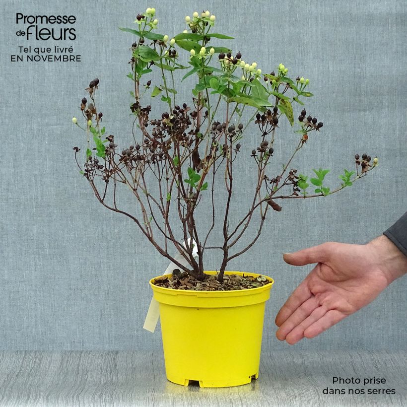 Example of Hypericum Magical Sunshine - Johanniskraut Topf mit 2L/3L as you get in automne