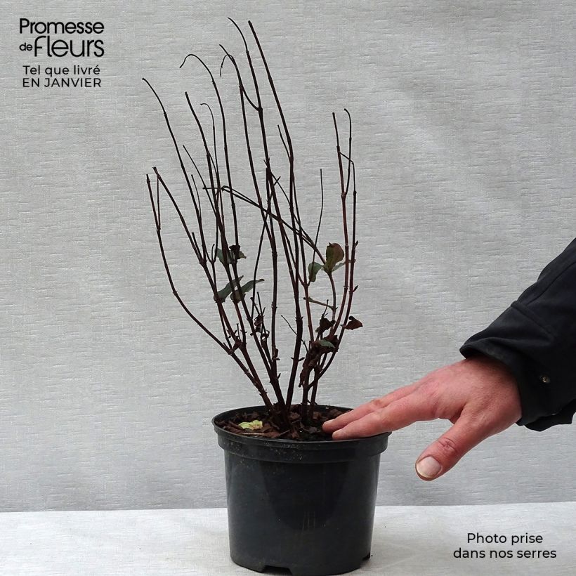 Exemplar von Hypericum Magical Universe - Johanniskraut Topf mit 4L/5L wie im Winter geliefert