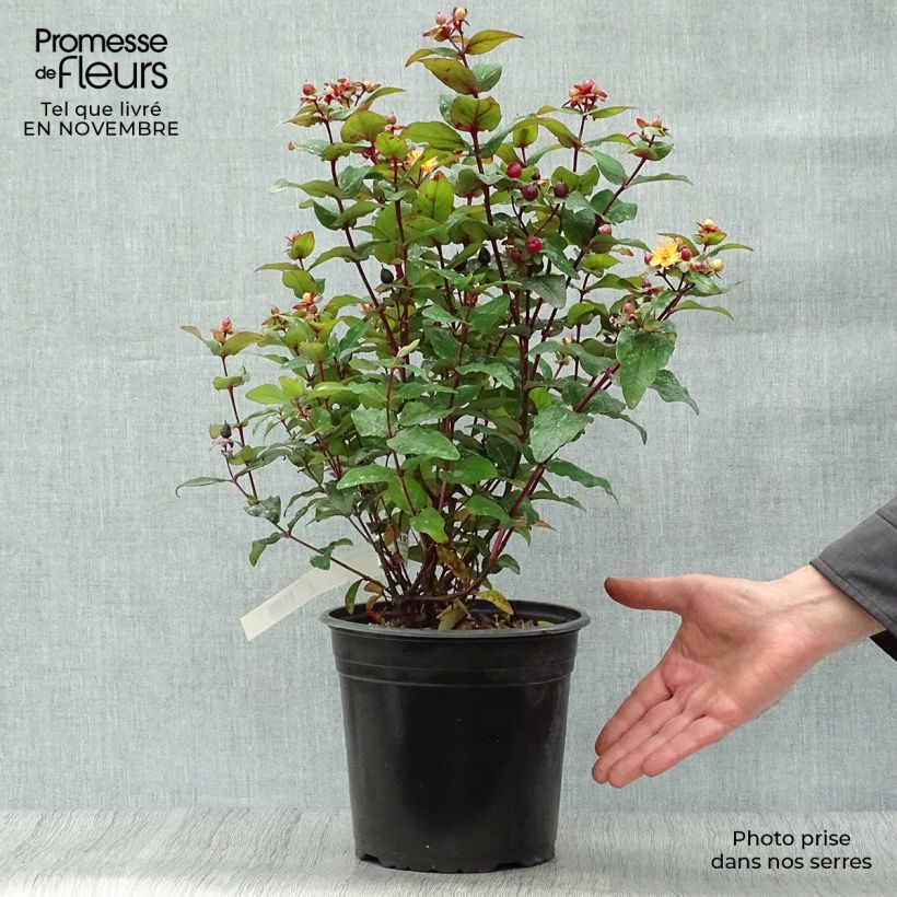 Example of Hypericum Magical Universe - Johanniskraut Topf mit 4L/5L as you get in automne