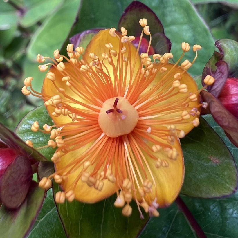 Hypericum Magical Universe - Johanniskraut (Blüte)