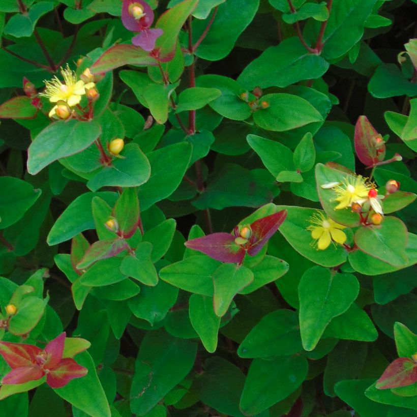 Hypericum Rheingold - Johanniskraut (Foliage)
