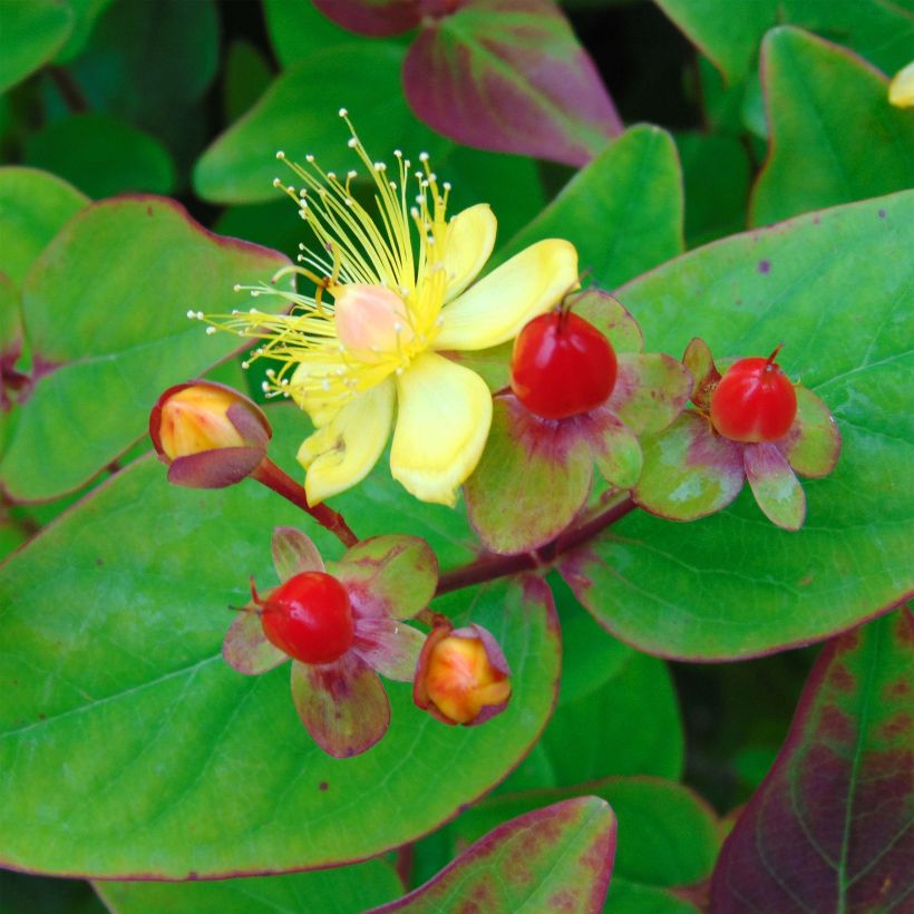 Hypericum Rheingold - Johanniskraut (Flowering)