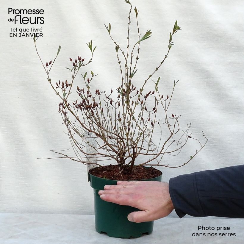 Exemplar von Hypericum kalmianum Blue Velvet - Johanniskraut Topf mit 2L/3L wie im Winter geliefert