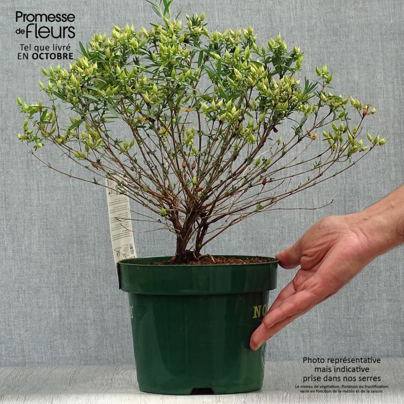 Example of Hypericum kalmianum Blue Velvet - Johanniskraut Topf mit 2L/3L as you get in automne