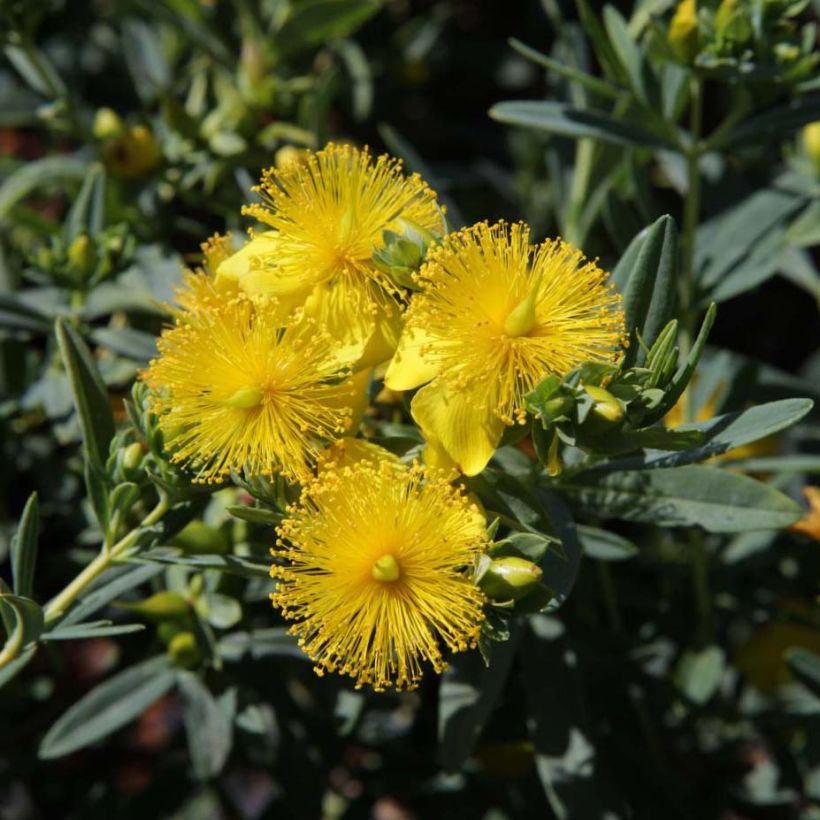 Hypericum kalmianum Blue Velvet - Johanniskraut (Flowering)