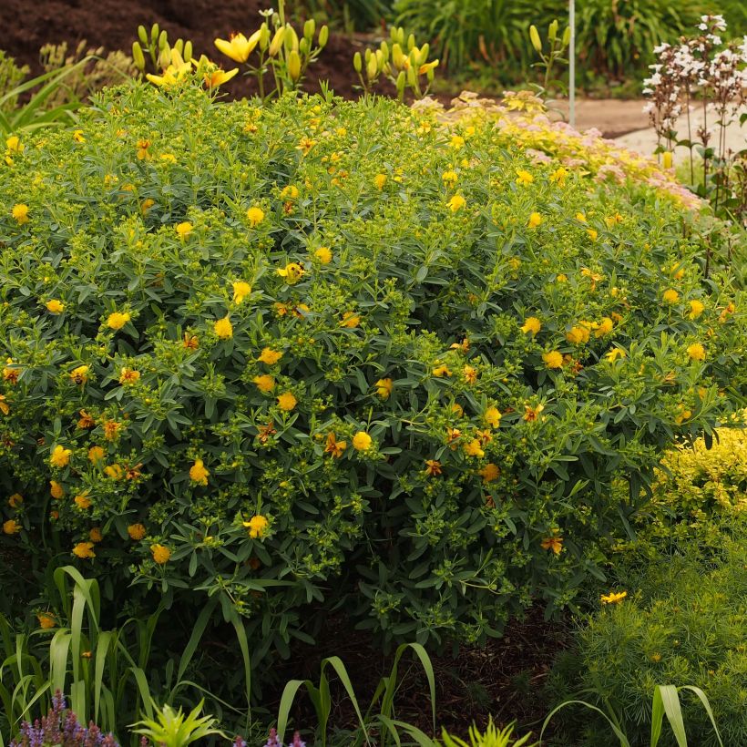 Hypericum kalmianum Blue Velvet - Johanniskraut (Plant habit)