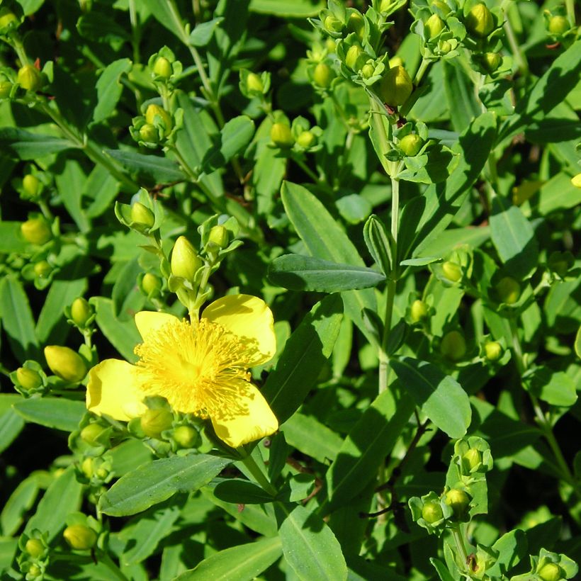 Hypericum kalmianum Gemo - Johanniskraut (Foliage)