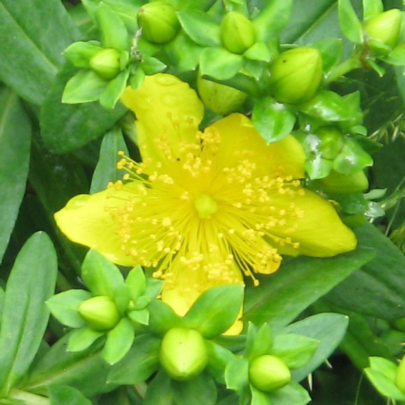 Hypericum kalmianum Gemo - Johanniskraut (Flowering)