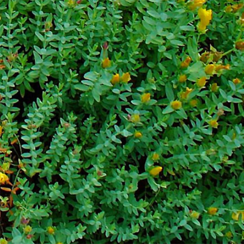 Hypericum olympicum - Johanniskraut (Foliage)