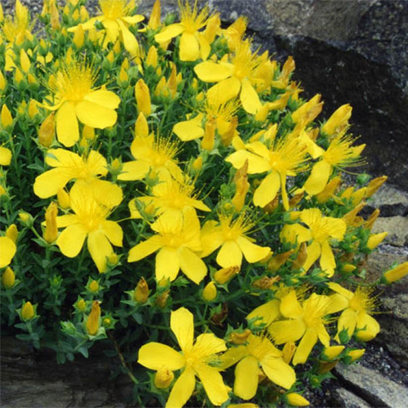 Hypericum olympicum - Johanniskraut (Flowering)