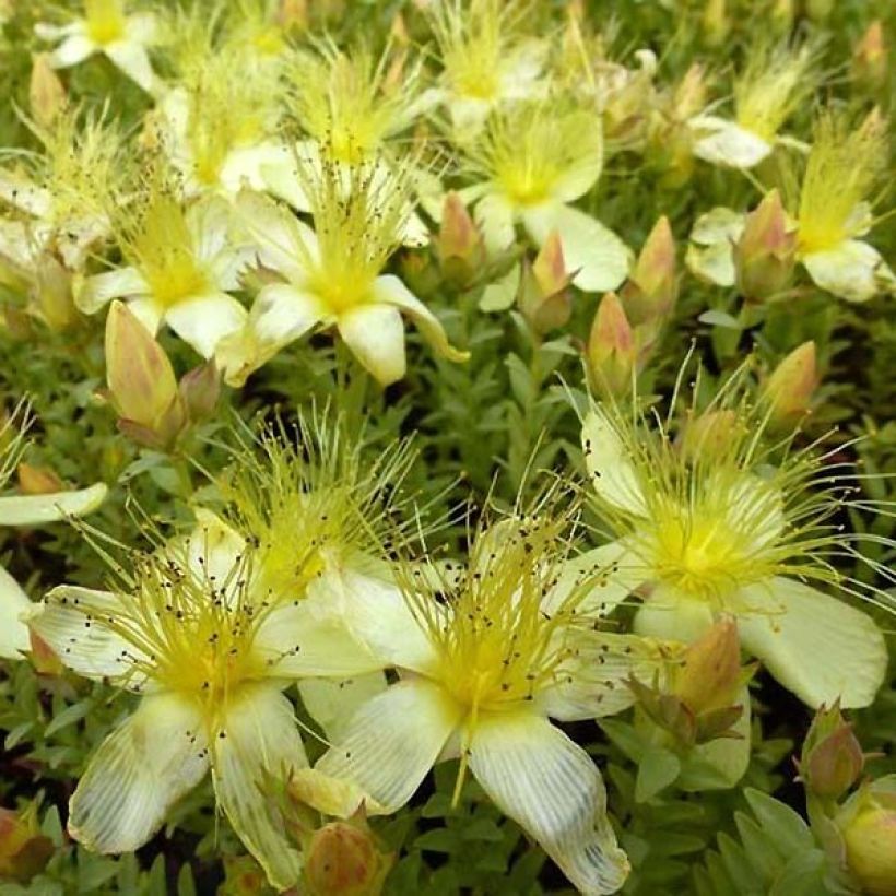 Hypericum olympicum Citrinum - Johanniskraut (Flowering)