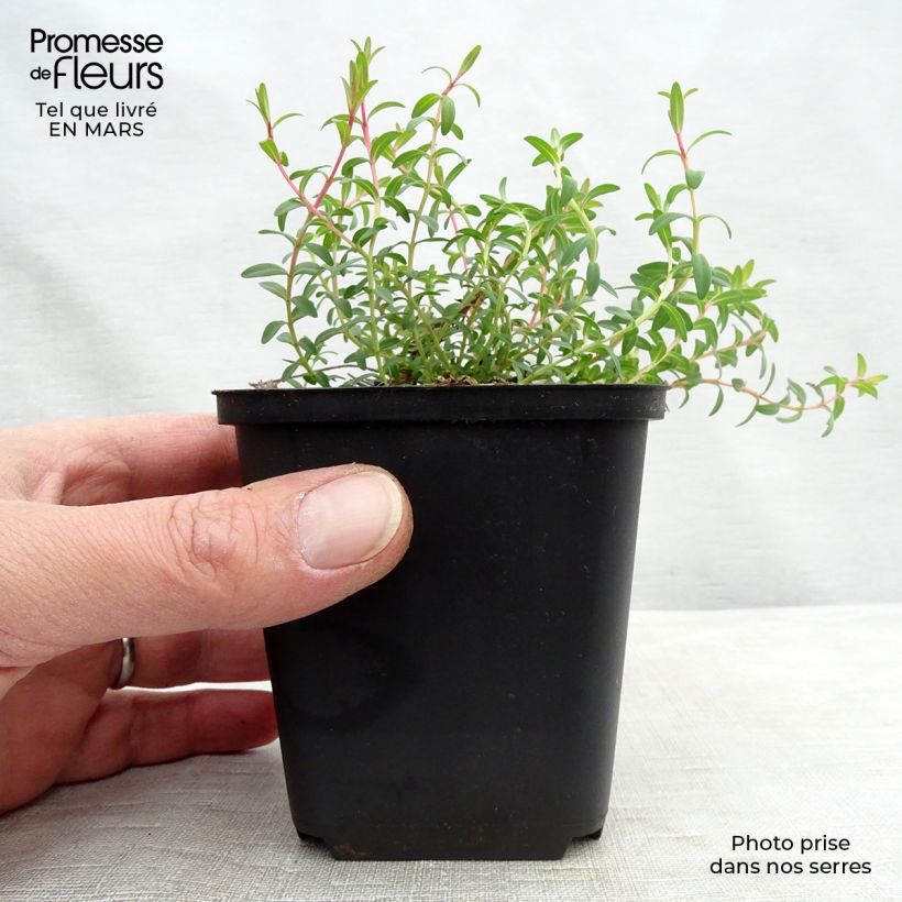 Exemplar von Hypericum olympicum Citrinum - Johanniskraut Kleine Töpfe von 8/9 cm wie im Winter geliefert