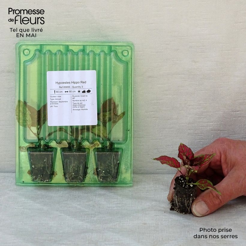 Example of Hypoestes phyllostachya Hippo Red Mini-Plug Ø 3/4 cm as you get in printemps