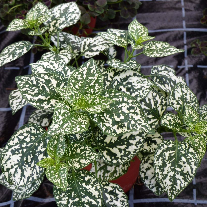 Hypoestes phyllostachya Hippo White (Plant habit)