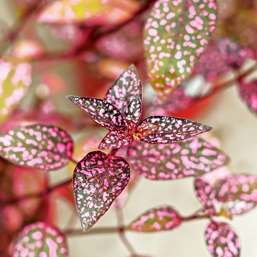 Hypoestes phyllostachya Pink - Hüllenklaue (Foliage)