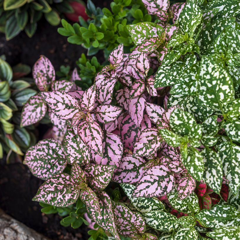 Hypoestes phyllostachya Pink - Hüllenklaue (Plant habit)