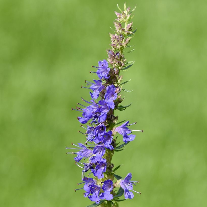 Ysop - Hyssopus officinalis (Flowering)