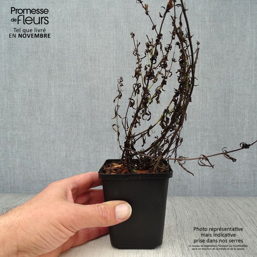 Example of Ysop - Hyssopus officinalis Kleine Töpfe von 8/9 cm as you get in automne