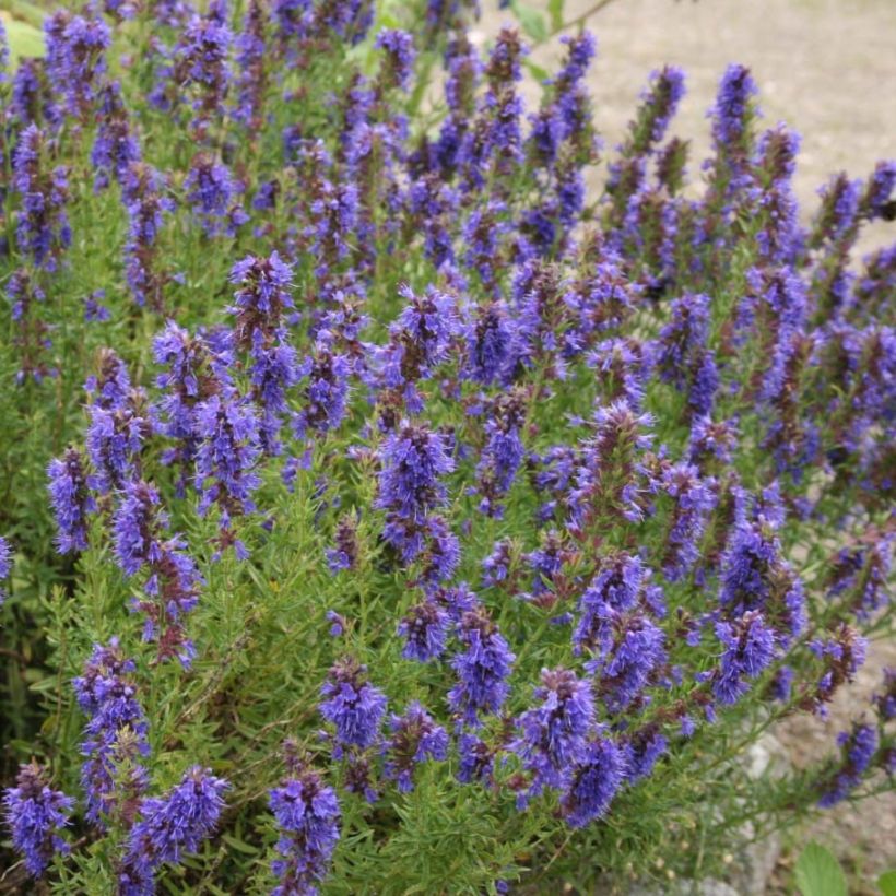 Ysop Bio Pflanzen - Hyssopus officinalis (Flowering)