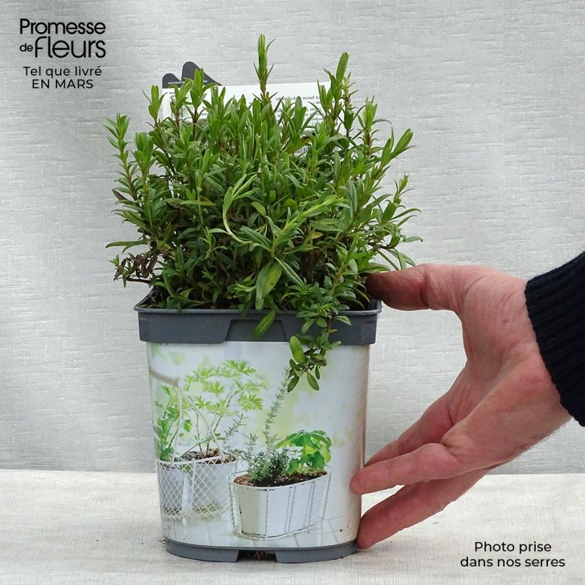 Example of Ysop Bio Pflanzen - Hyssopus officinalis Topf mit 1L/1,5L as you get in hiver