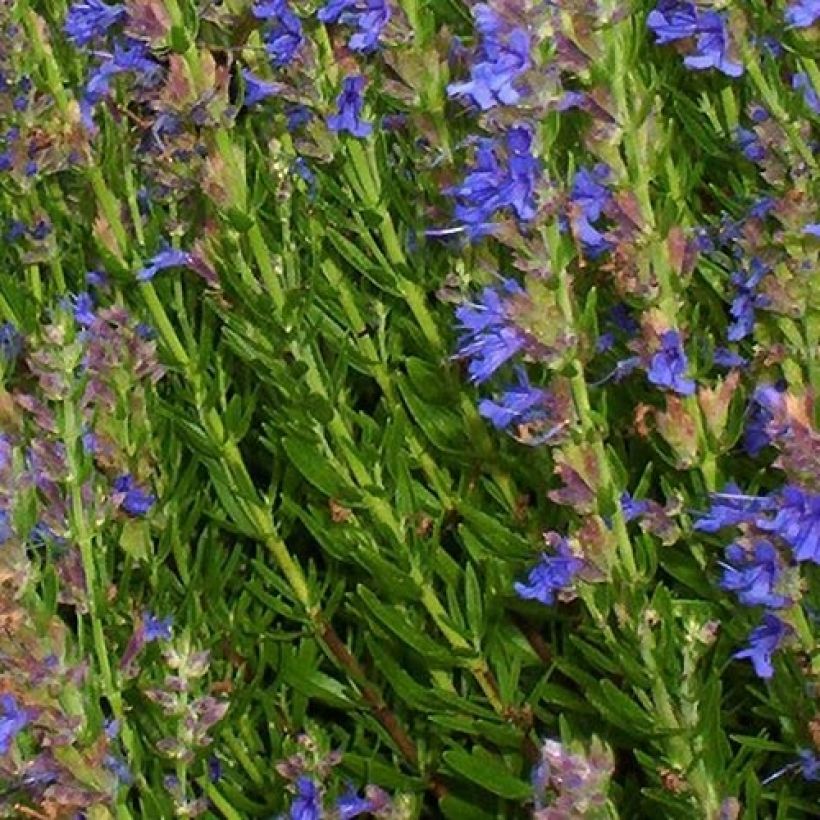 Hyssopus officinalis ssp. aristatus (Foliage)