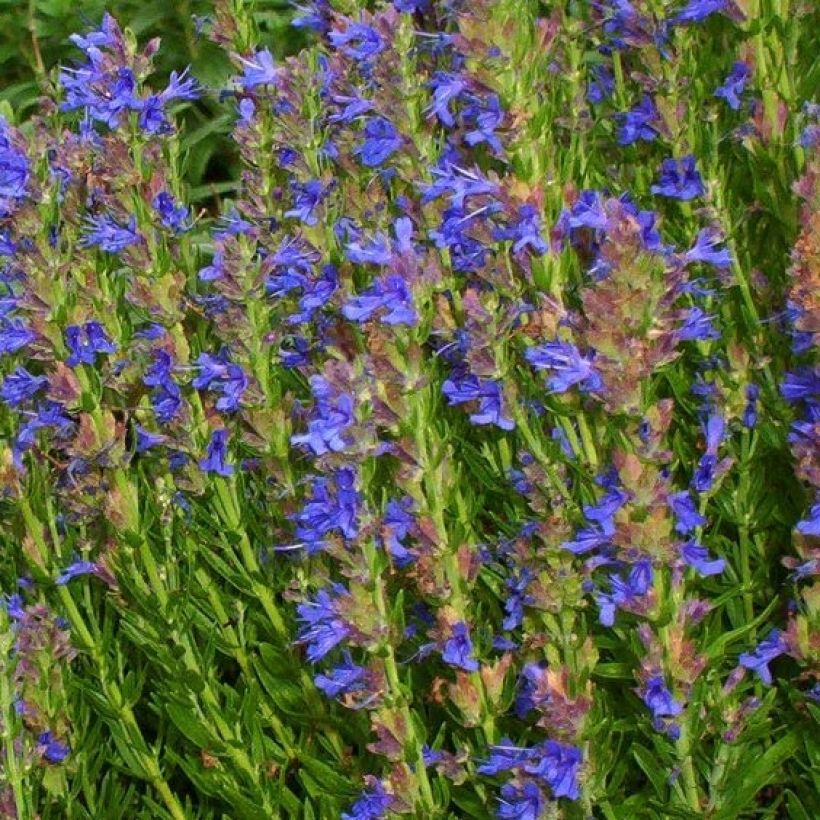 Hyssopus officinalis ssp. aristatus (Flowering)