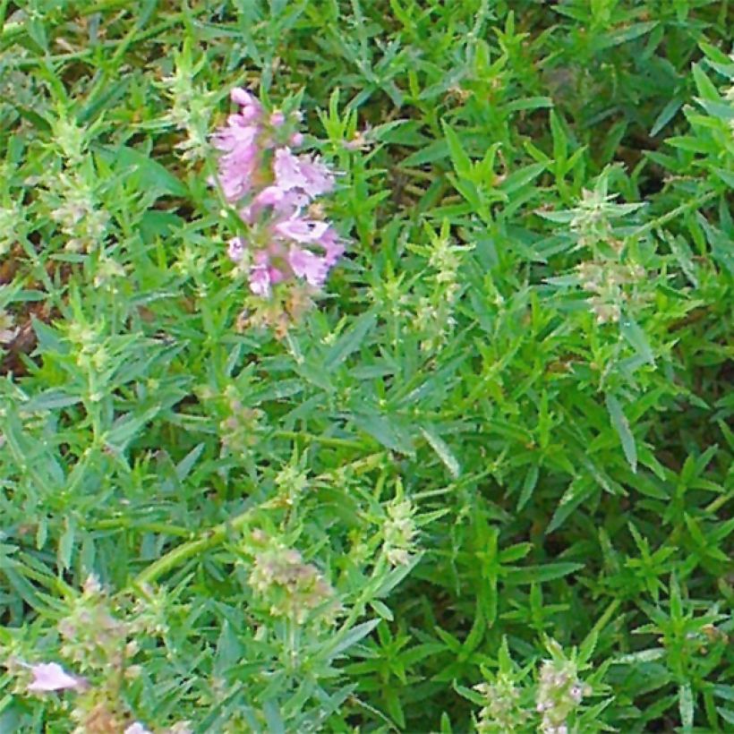 Hyssopus officinalis f. roseus (Foliage)
