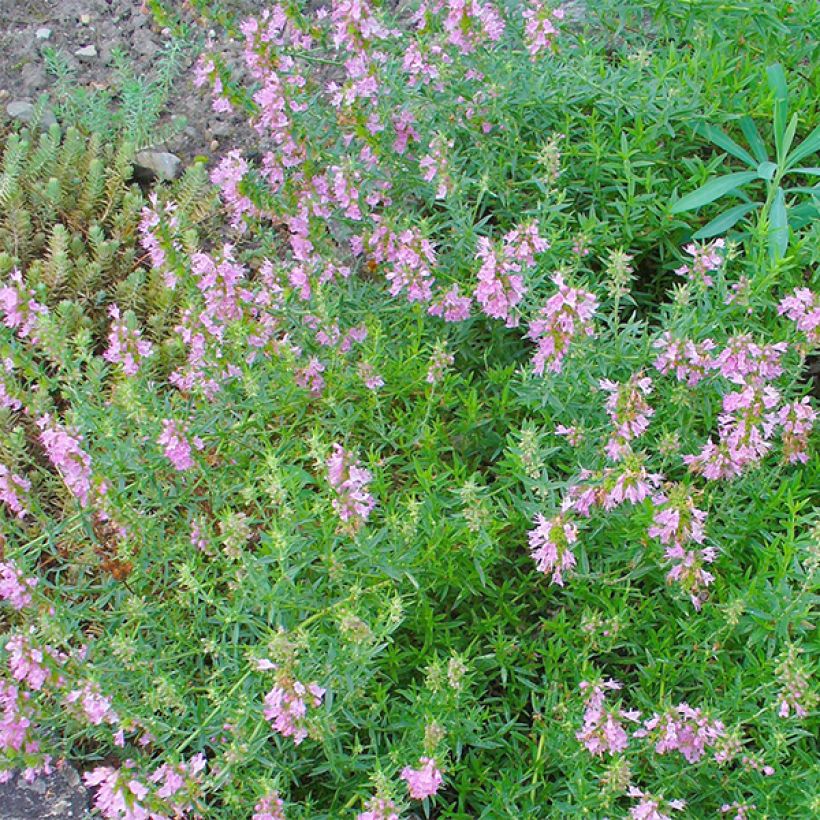 Hyssopus officinalis f. roseus (Flowering)
