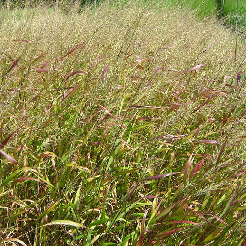 Hystrix patula - Flaschenbürstengras (Foliage)
