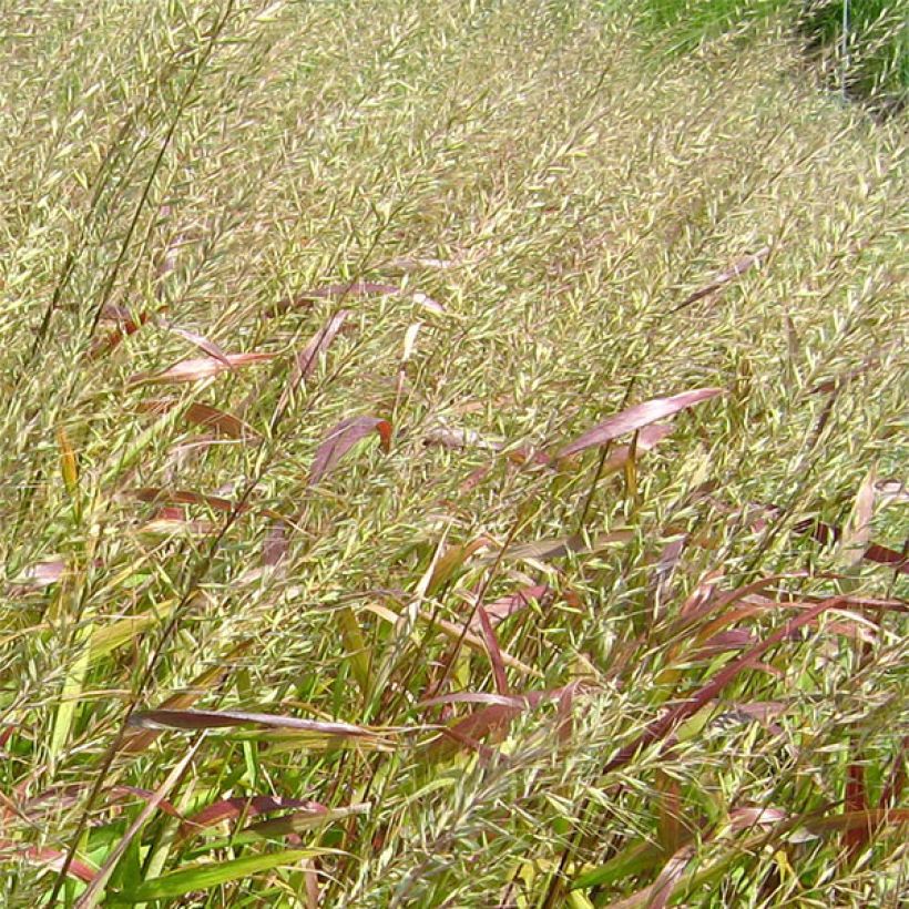 Hystrix patula - Flaschenbürstengras (Flowering)