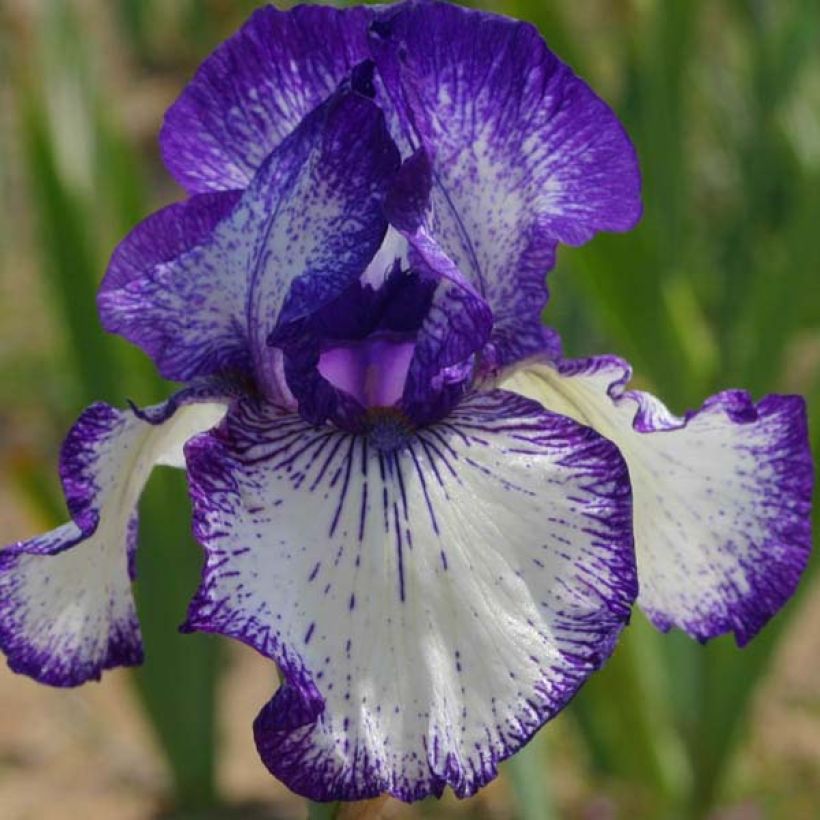Iris Art Déco - Schwertlilie (Flowering)