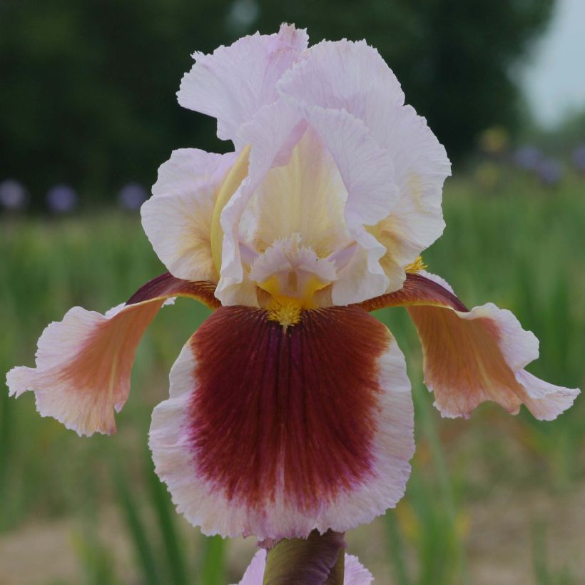 Iris Ecstatic Echo - Schwertlilie (Flowering)