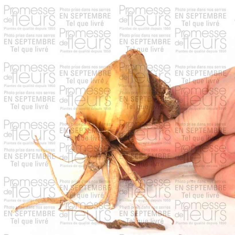Example of Iris bucharica - Buchara-Schwertlilie Zwiebel size I as you get