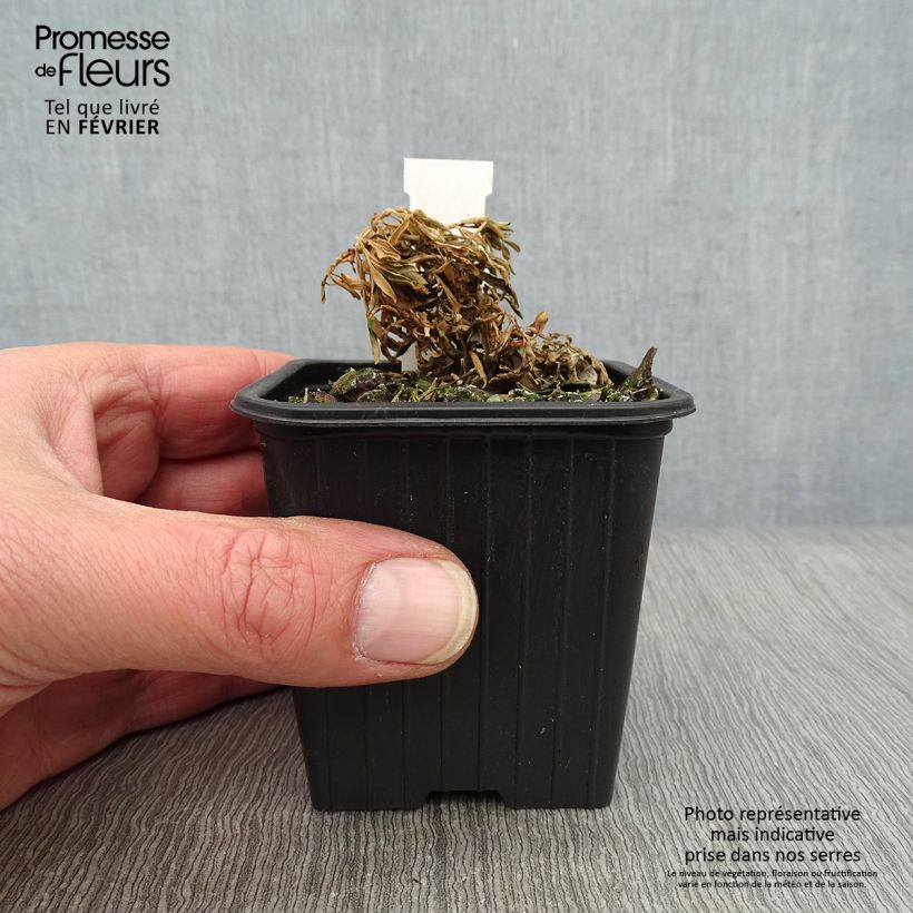 Exemplar von Iberis Absolutely Amethyst - Immergrüne Schleifenblume Kleine Töpfe von 8/9 cm wie im Winter geliefert