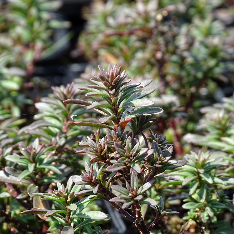 Iberis Absolutely Amethyst - Immergrüne Schleifenblume (Foliage)
