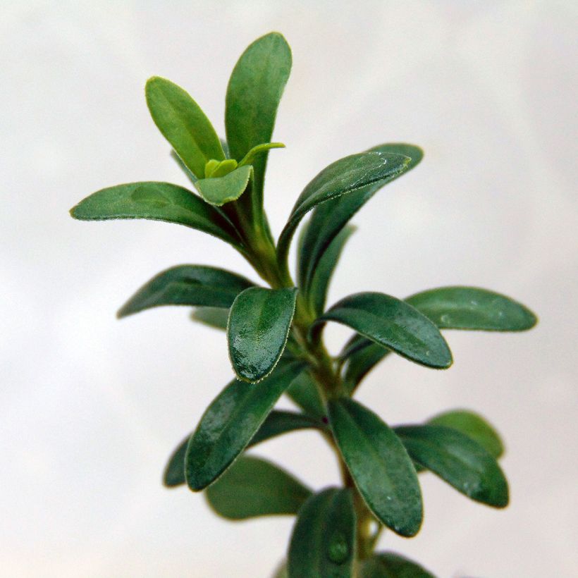 Iberis sempervirens Snowflake - Immergrüne Schleifenblume (Foliage)