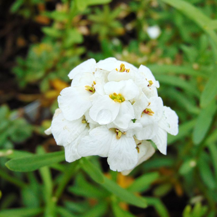 Iberis sempervirens Snowflake - Immergrüne Schleifenblume (Flowering)