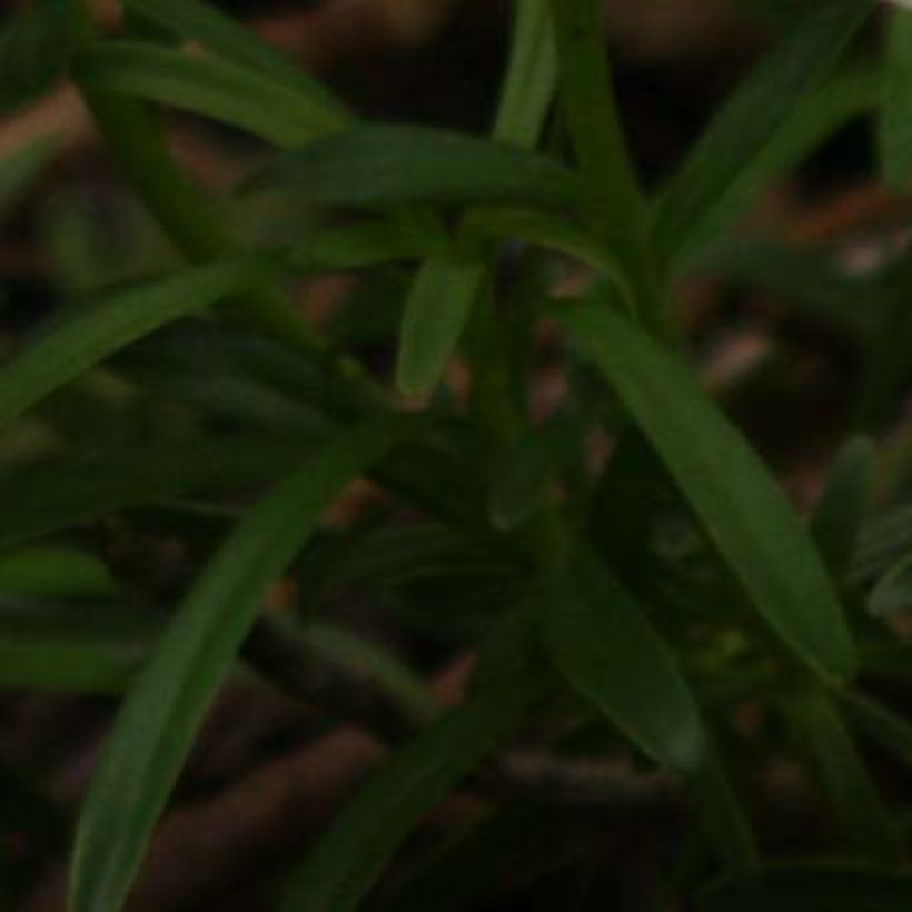Hemerocallis Piano Man - Taglilie (Foliage)