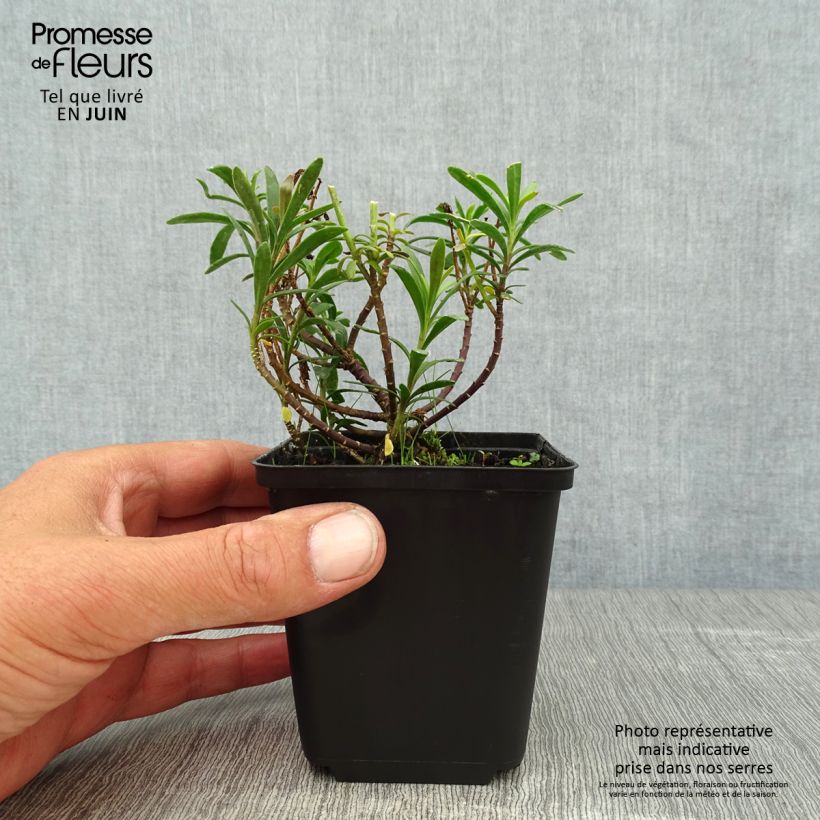 Exemplar von Iberis sempervirens Snowflake - Immergrüne Schleifenblume Kleine Töpfe von 8/9 cm wie im Sommer geliefert
