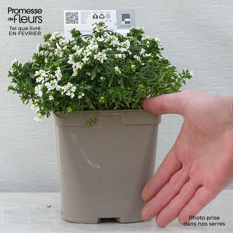 Example of Iberis sempervirens Snowflake - Immergrüne Schleifenblume Topf mit 2L/3L as you get in hiver