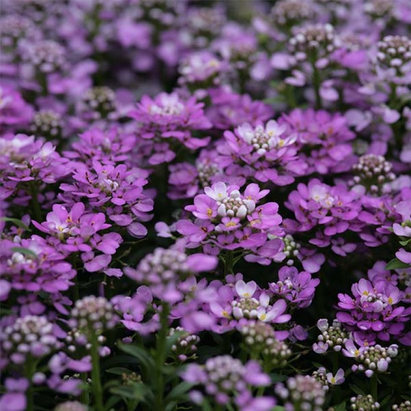 Iberis Absolutely Amethyst - Immergrüne Schleifenblume (Flowering)