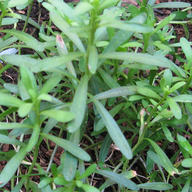 Iberis sempervirens Alexander White - Immergrüne Schleifenblume (Foliage)