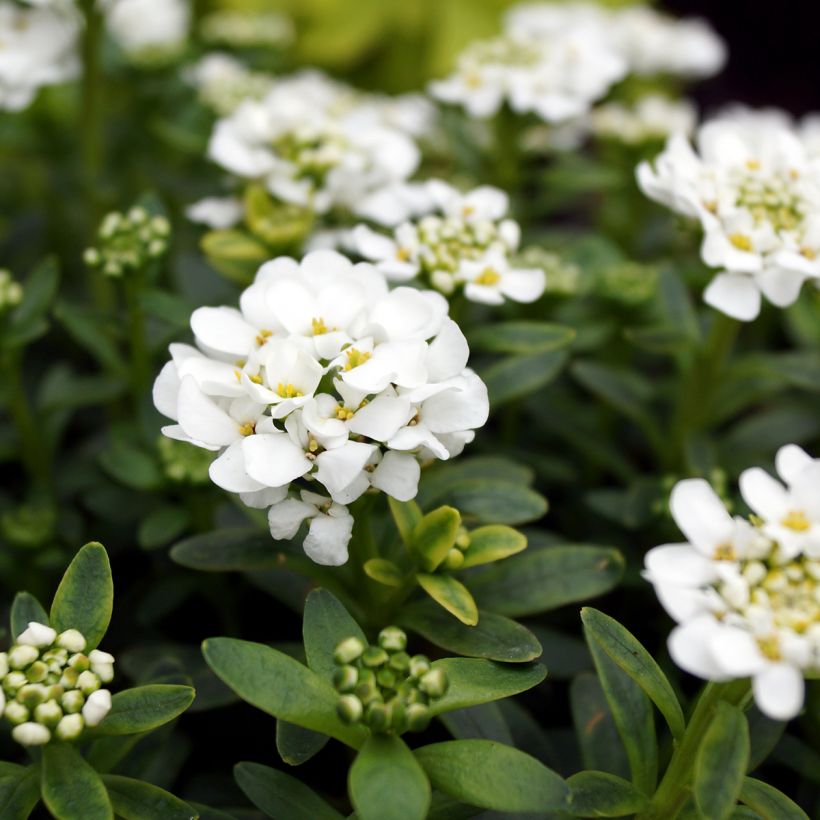 Iberis sempervirens Alexander White - Immergrüne Schleifenblume (Flowering)