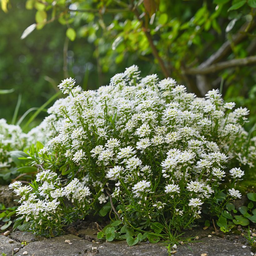 Iberis sempervirens Alexander White - Immergrüne Schleifenblume (Plant habit)