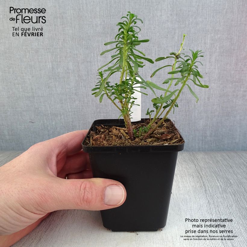 Exemplar von Iberis sempervirens - Immergrüne Schleifenblume Kleine Töpfe von 8/9 cm wie im Winter geliefert