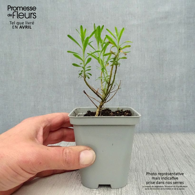 Exemplar von Iberis sempervirens - Immergrüne Schleifenblume Kleine Töpfe von 8/9 cm wie im Frühjahr geliefert