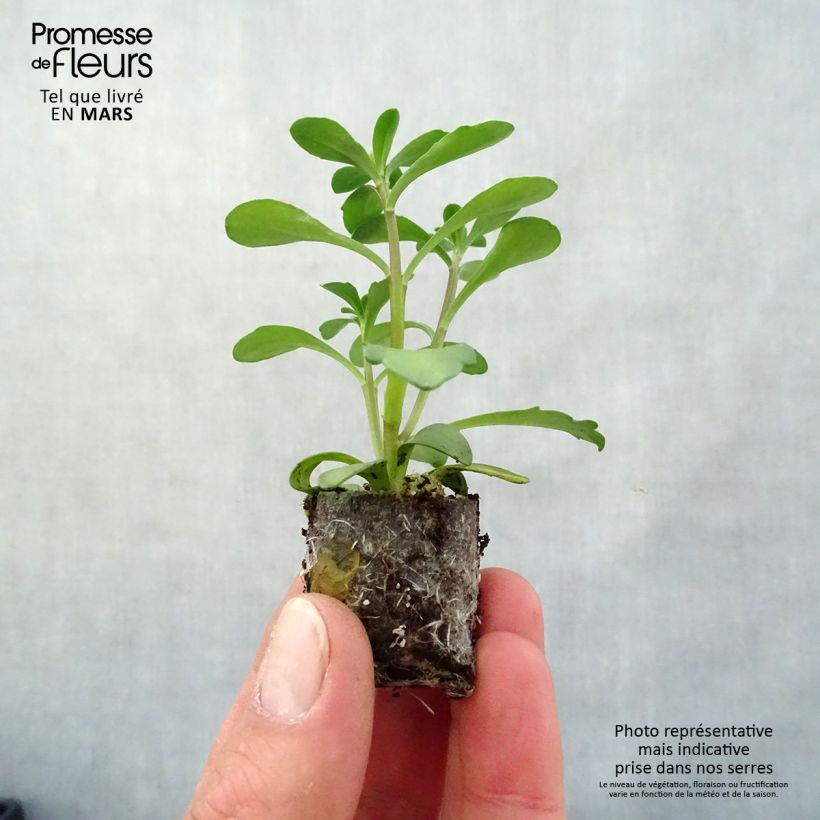 Example of Iberis sempervirens Masterpiece - Immergrüne Schleifenblume Mini-Plug Ø 3/4 cm as you get in printemps