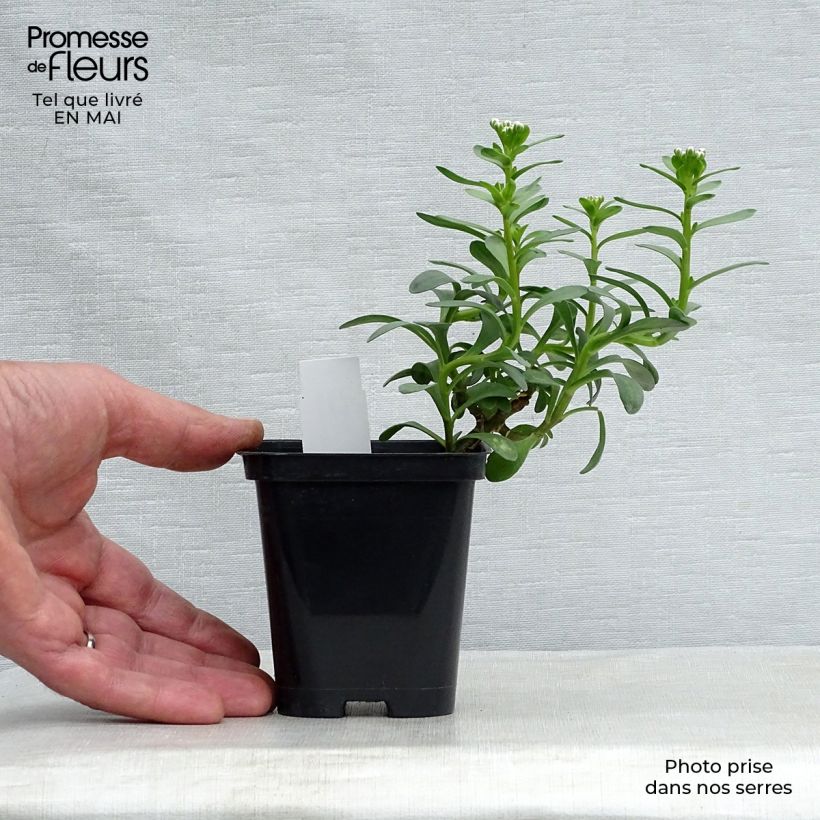 Exemplar von Iberis sempervirens Masterpiece - Immergrüne Schleifenblume Kleine Töpfe von 8/9 cm wie im Frühjahr geliefert